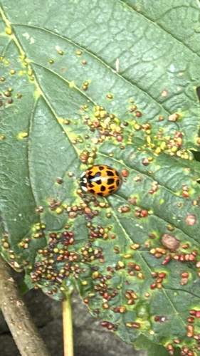 Asian Lady Beetle