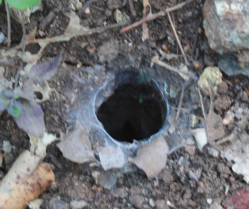 Agelenidae