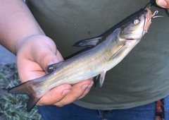 Ameiurus catus