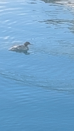 Common Merganser