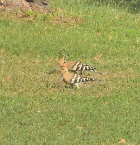 Common Hoopoe