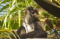 Ateles geoffroyi vellerosus
