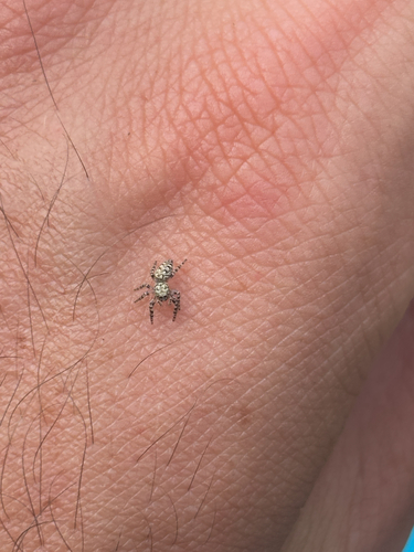 Peppered Jumping Spider