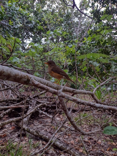 Turdus poliocephalus observed 2026-09-09