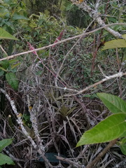 Tillandsia incarnata