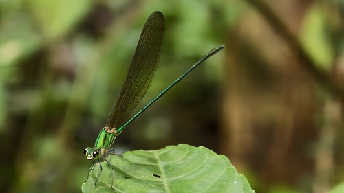 plain flashwing