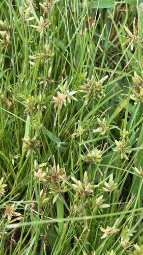 Yellow Flatsedge