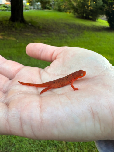 Eastern Newt