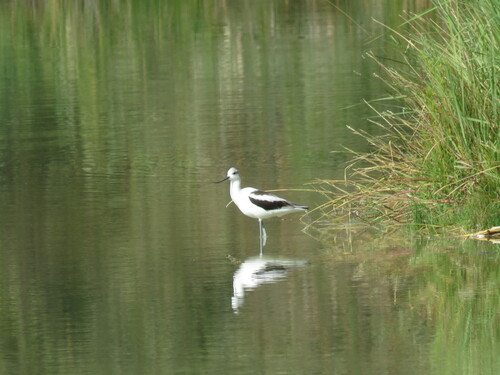 American Avocet