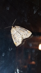 Spodolepis substriataria