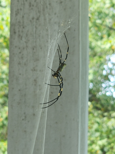 Joro Spider
