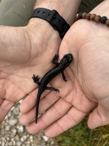 Alpine Salamander