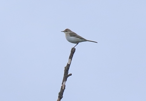 Western Yellow Wagtail