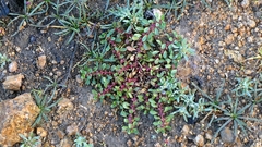 Lythrum portula, photograph author not stated, no rights reserved