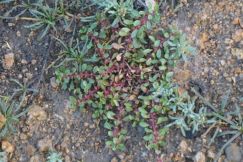 Lythrum portula, photograph 3