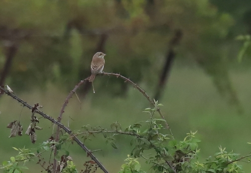 Red-backed Shrike