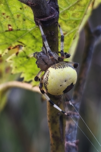 Marbled Orbweaver