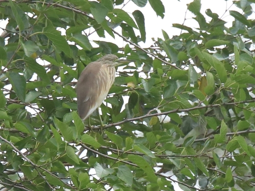 Squacco Heron