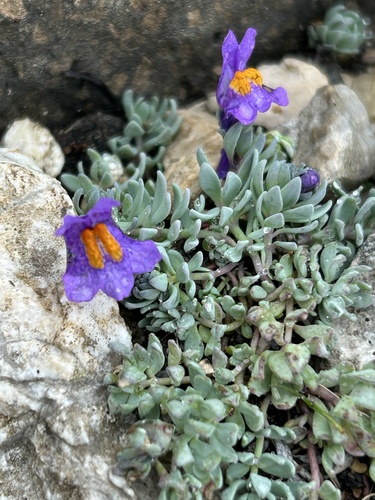 Alpine Toadflax