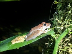 Craugastor crassidigitus