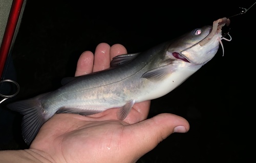White Catfish