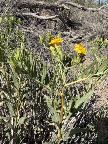 Trixis californica, photograph 2