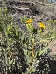 Trixis californica, photograph (c) Matt Berger, some rights reserved (CC BY)