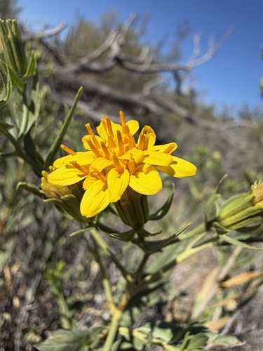 Trixis californica, photograph 1