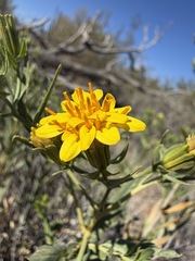 Trixis californica