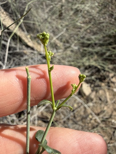 Commicarpus scandens, photograph 6