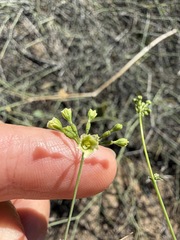 Commicarpus scandens, photograph (c) Matt Berger, some rights reserved (CC BY)