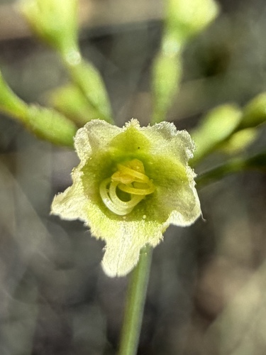 Commicarpus scandens, photograph 4