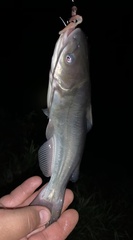 Ameiurus catus