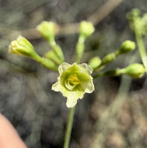 Commicarpus scandens, photograph 1