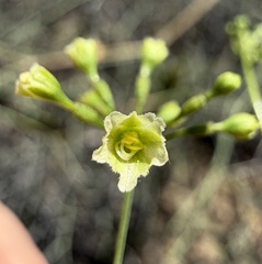 Commicarpus scandens, photograph (c) Matt Berger, some rights reserved (CC BY)