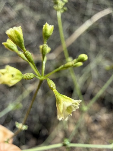 Commicarpus scandens, photograph 3