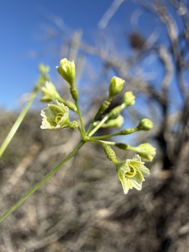 Commicarpus scandens, photograph 2