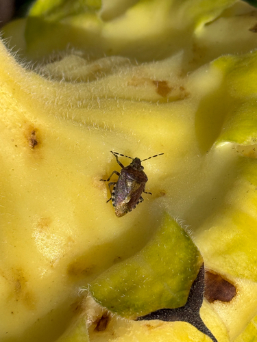 Sloe Bug
