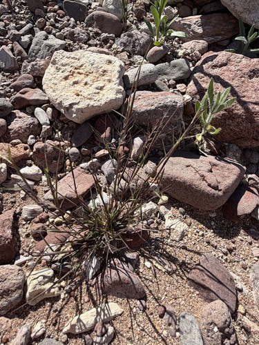 Muhlenbergia microsperma, photograph 4