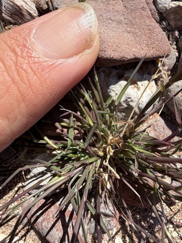 Muhlenbergia microsperma, photograph 1