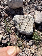 Muhlenbergia microsperma, photograph (c) Matt Berger, some rights reserved (CC BY)
