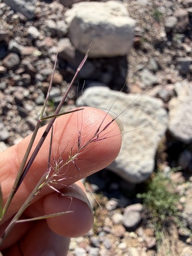 Muhlenbergia microsperma, photograph 2
