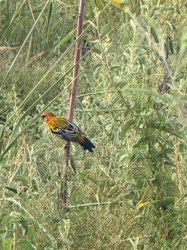 Streak-backed Oriole (Icterus pustulatus)