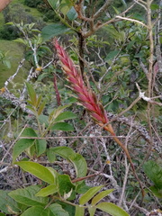 Tillandsia incarnata