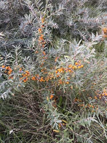 Sea-buckthorn