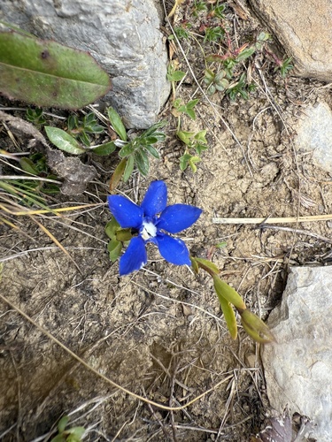 Gentiana verna, photograph 5