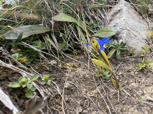 Gentiana verna, photograph 6