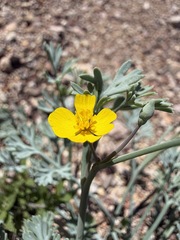 Eschscholzia minutiflora