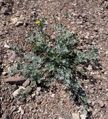 Eschscholzia minutiflora, photograph (c) Matt Berger, some rights reserved (CC BY)