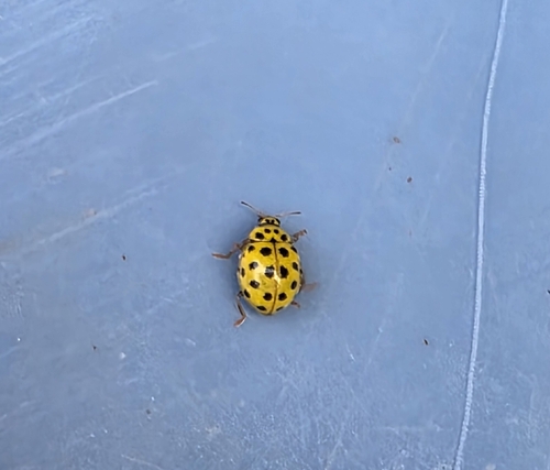 22-spot Ladybird